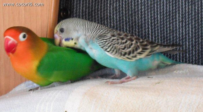 Cocorita allevato a mano e agapornis