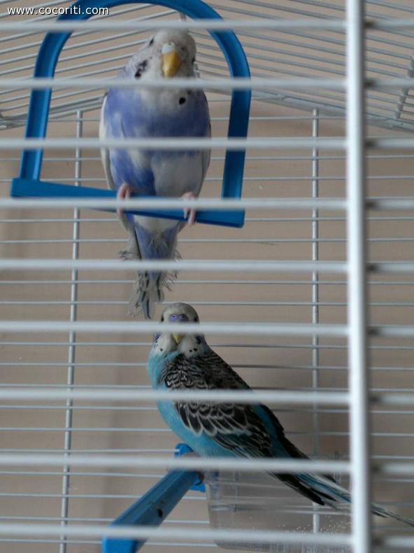 Cocorito e Violetta