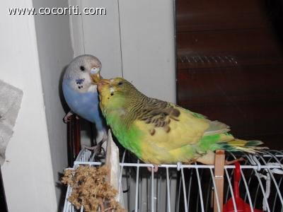 Cocorita Cippy