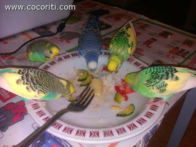cocorite-a-tavola