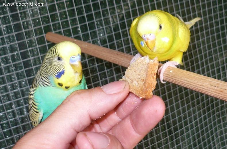 Quanto ci piace la fetta biscottata!!!