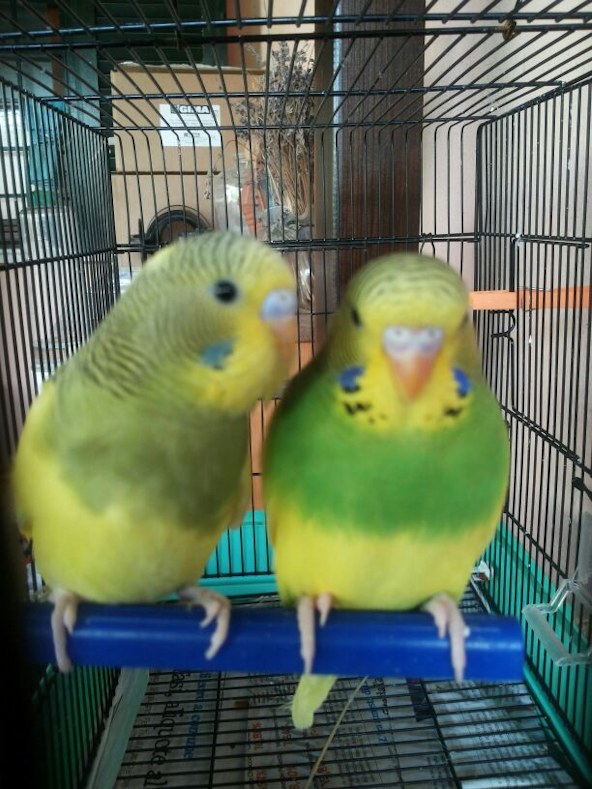 Cocorite pezzate