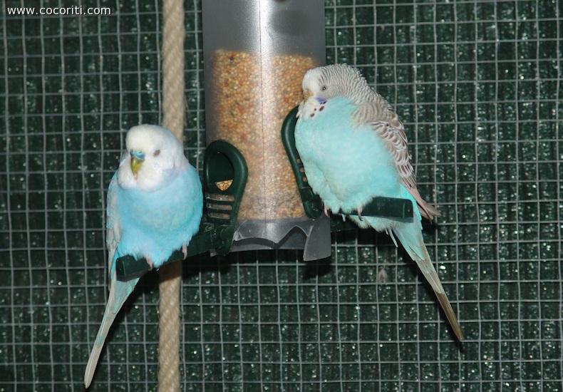 Cocoriti Ciurlo ed Azules