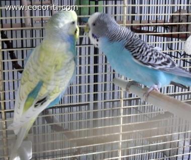 gli amorini