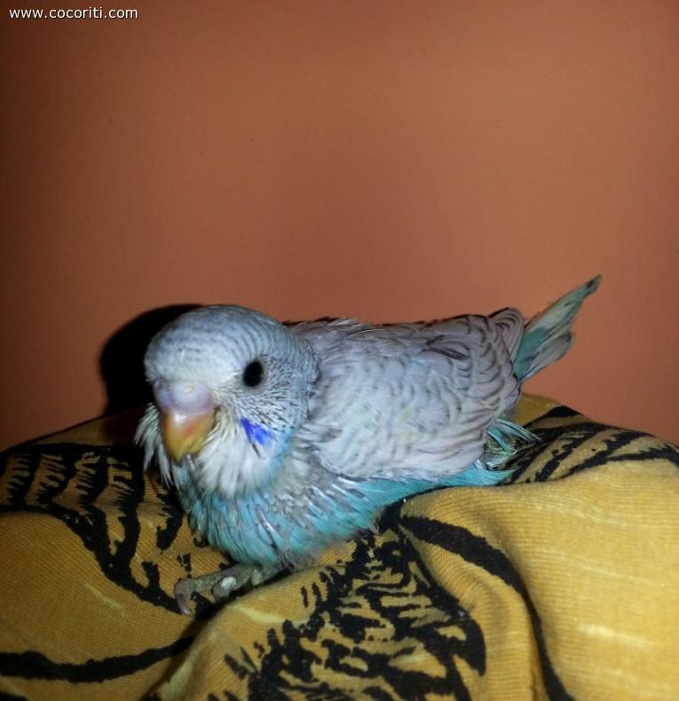 L'unico blu :)