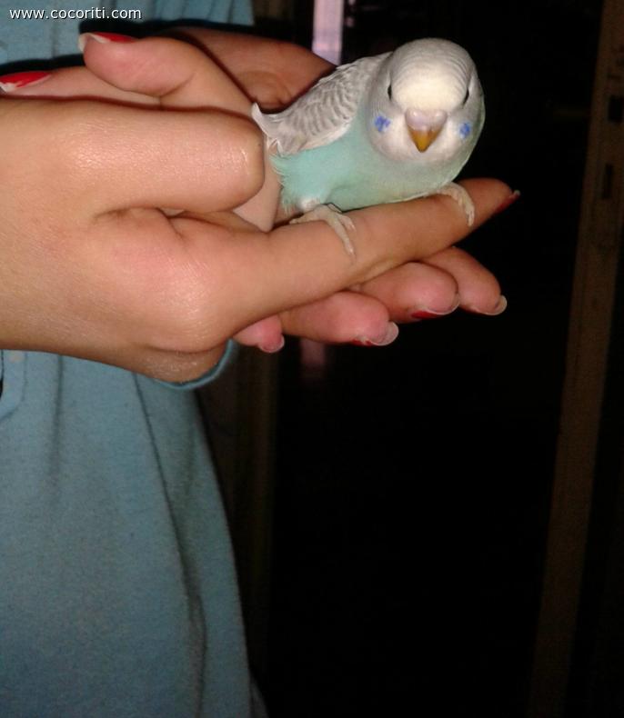 Piccolo/a coco sta sul dito