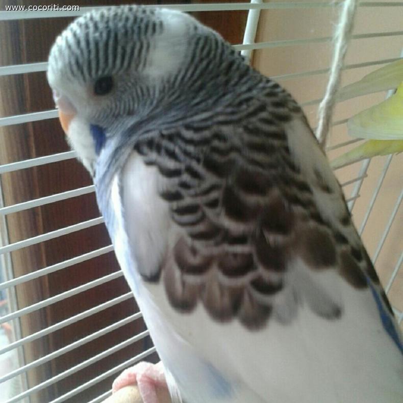 Dodi (il nono cochito della famiglia)