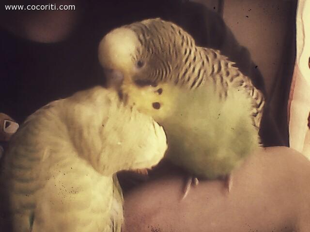 coccole time