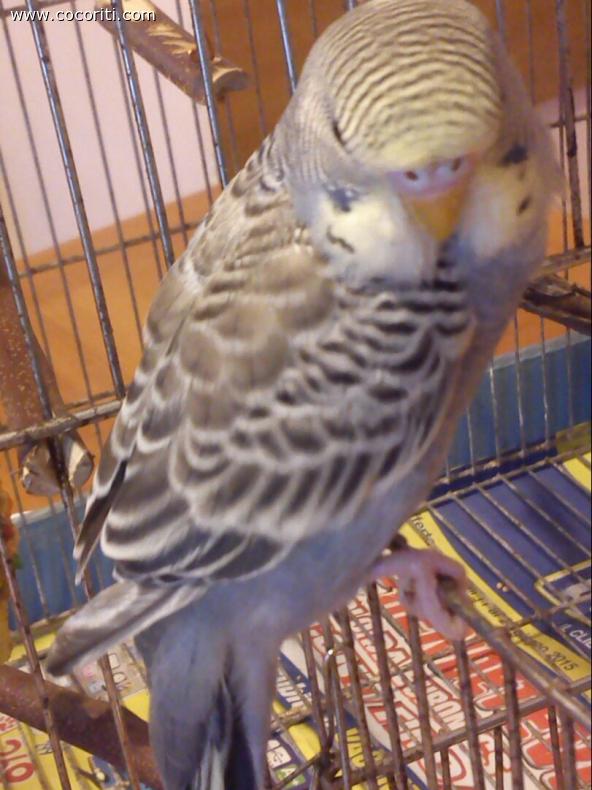 la mia Lola  