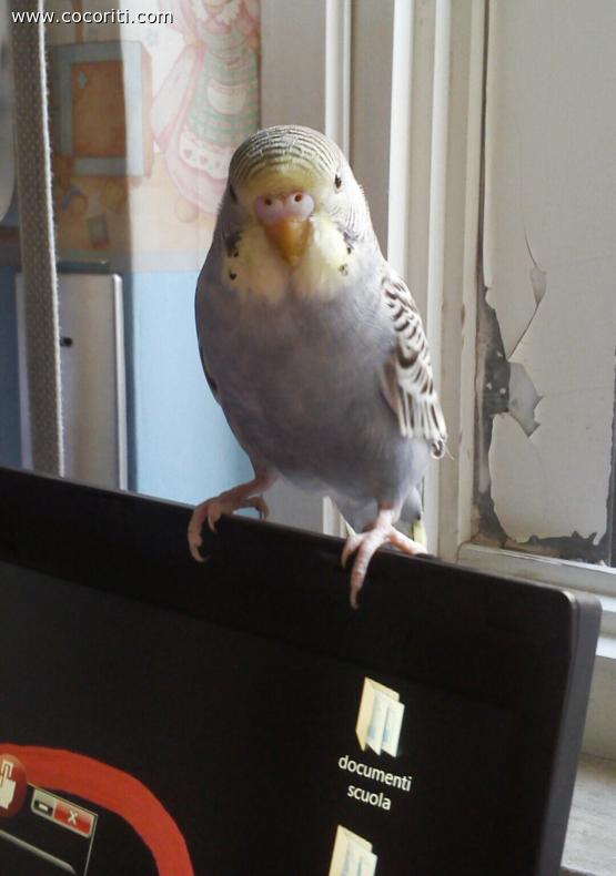 Lola mi fa compagnia al computer