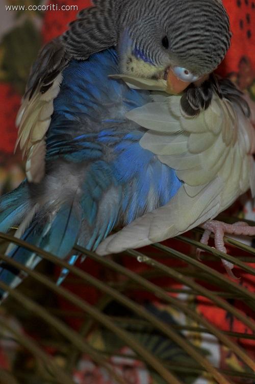 Leila
