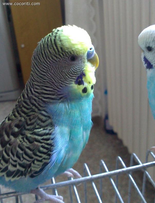Peperino