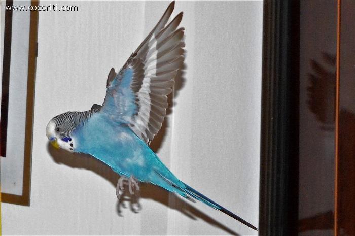Volo libero