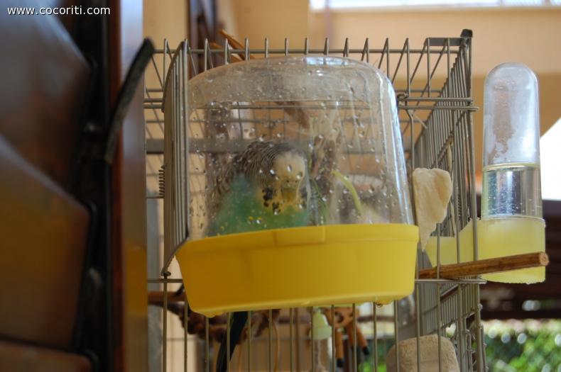 bagnetto rinfrescante con scirocco in agguato