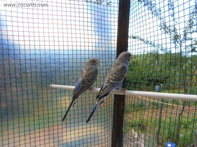 fratellini