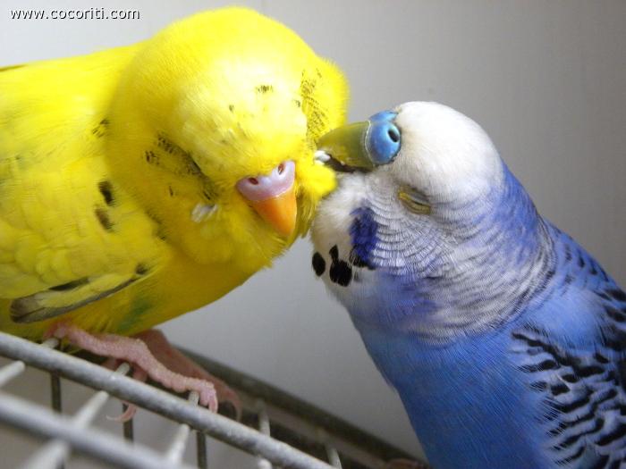 coccole