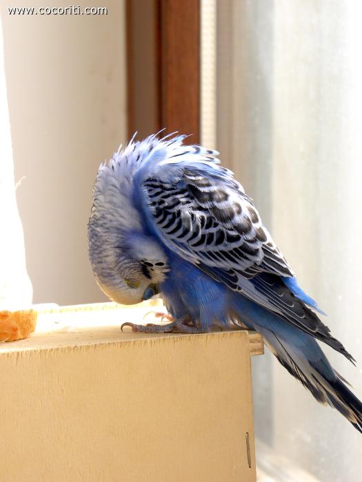 Lillo si fa bello