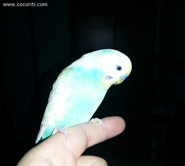 Troppo flash!