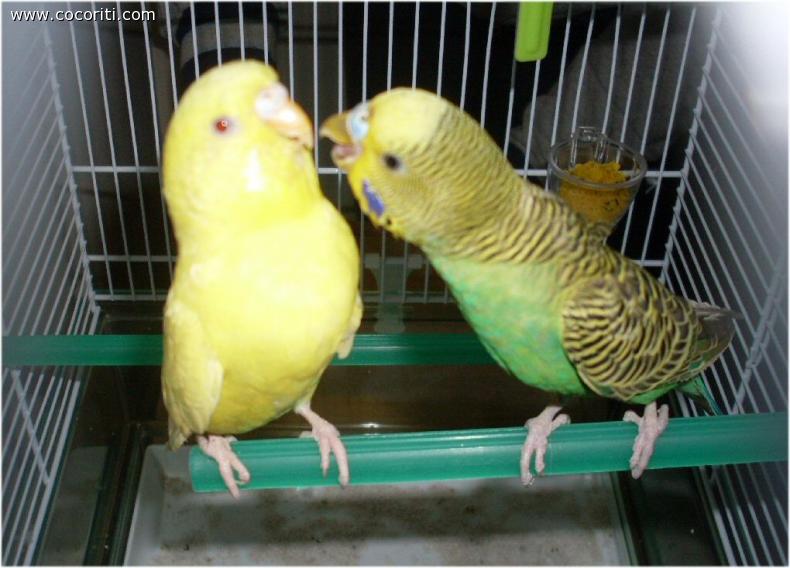Ernesto e Tina(spero)