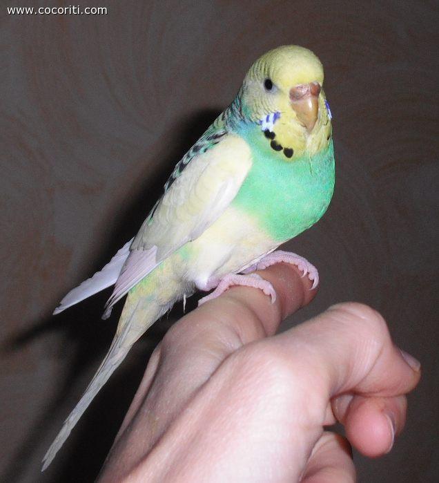 Emily-cocorita -pezzata-opalina