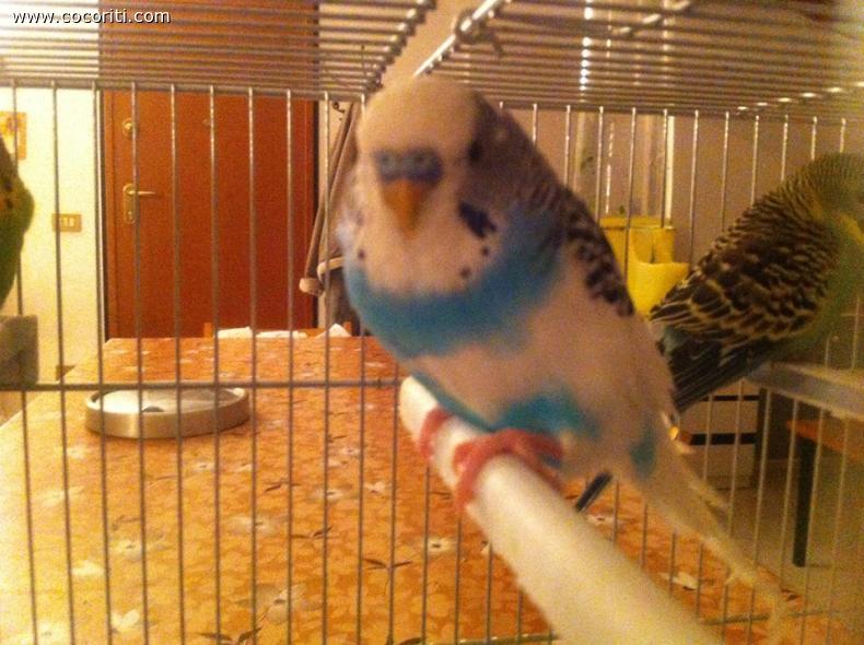 Romeo:)