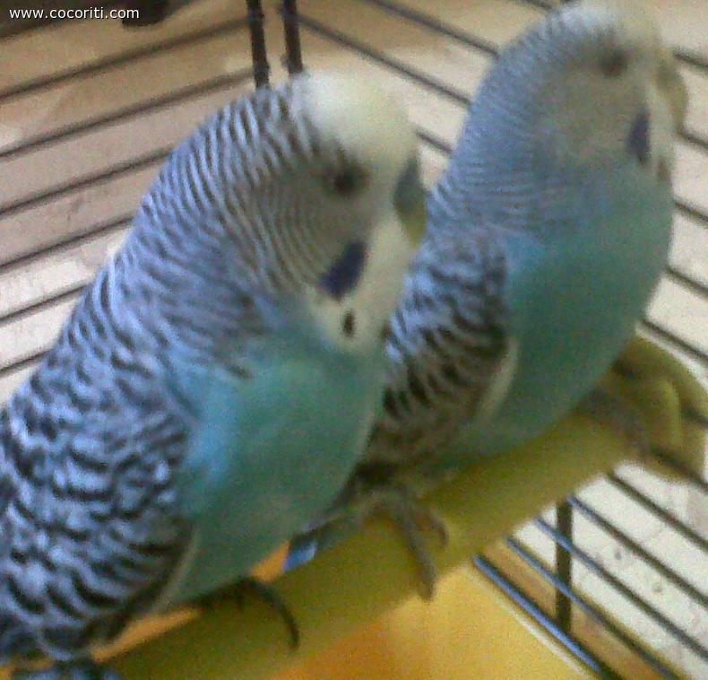 i miei uccellini
