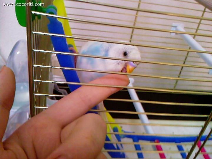 Giocarellando:)
