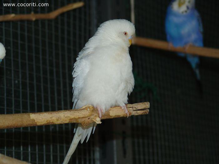 Cocorito Fiocco arruffato