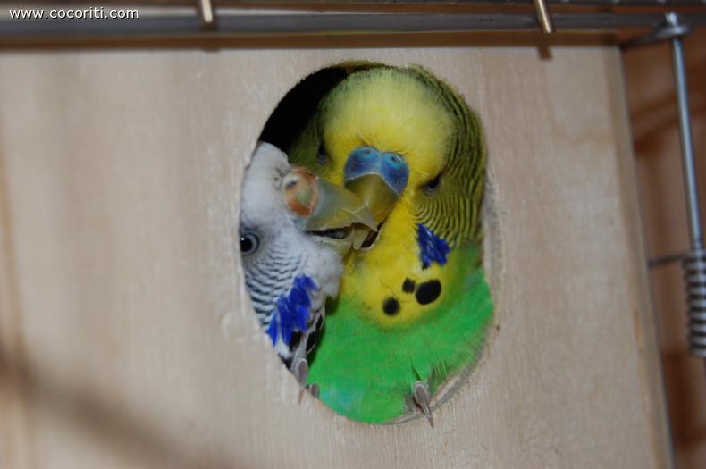 Due cuori e una capanna