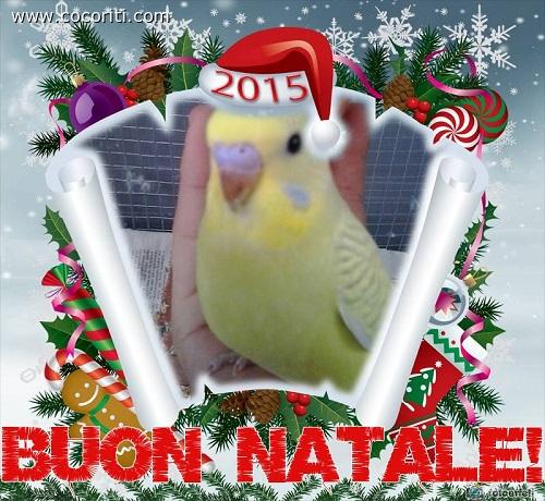 nuovo piccolo