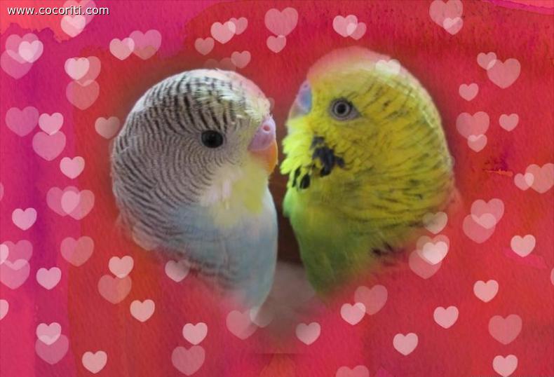 i miei coco si vogliono bene!!!