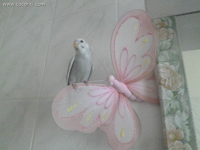 sono finita sulla farfalla!
