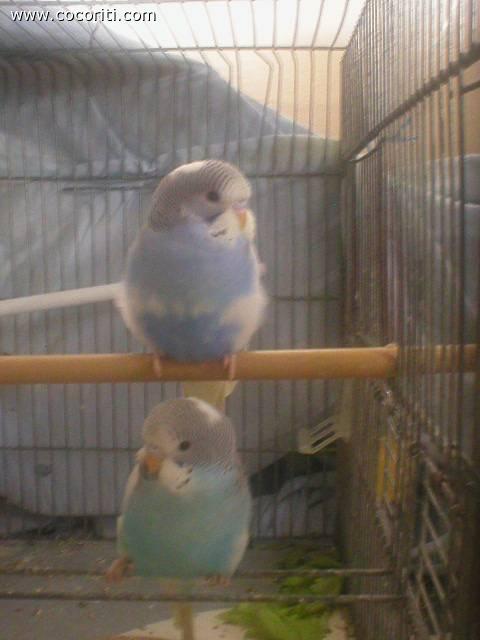 Fratellini