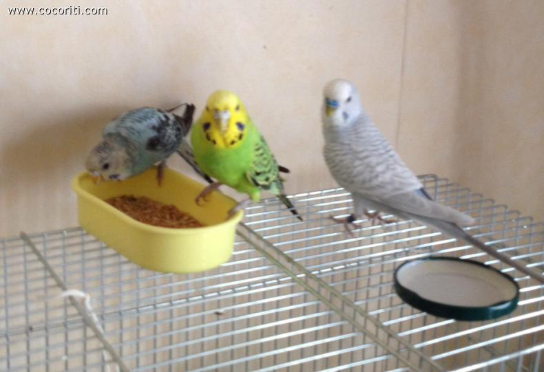 Ok ok mangiate prima voi!