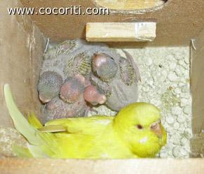 mamma e piccoli!
