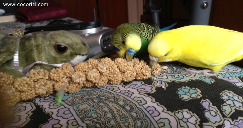 Pippo, Giallina e Uga degli Ubaldi