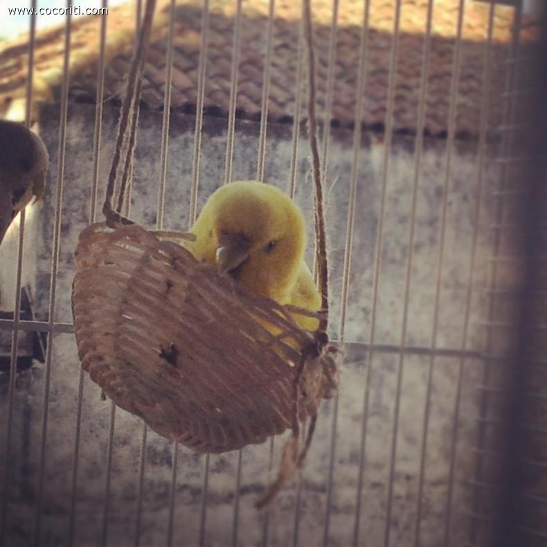 Il pulcino Pio?