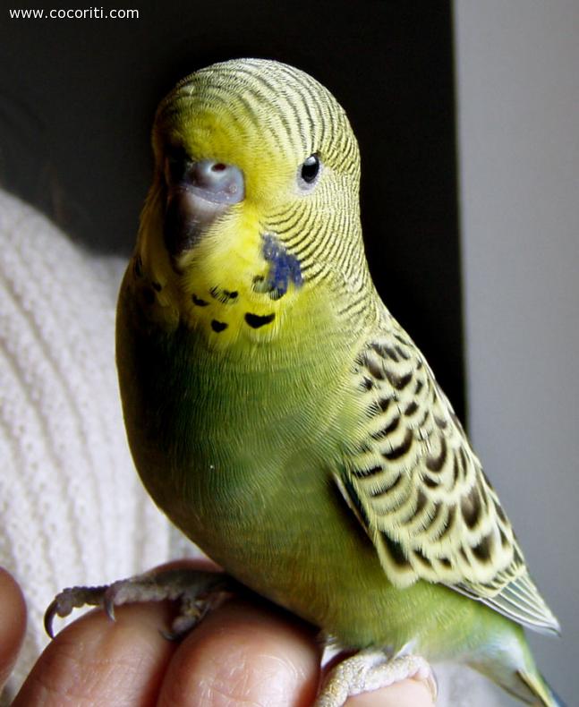 Giovane pulletto di pappagallino ondulato