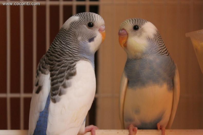 Giovanissimi pappagallini ondulati