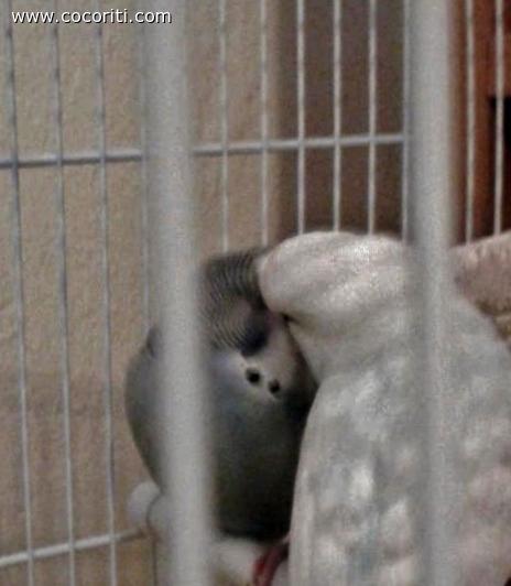 coccole