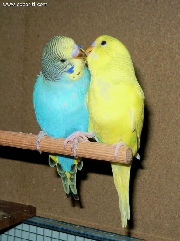 Due giovani e dolcissimi pappagallini ondulati si scambiano grattini
