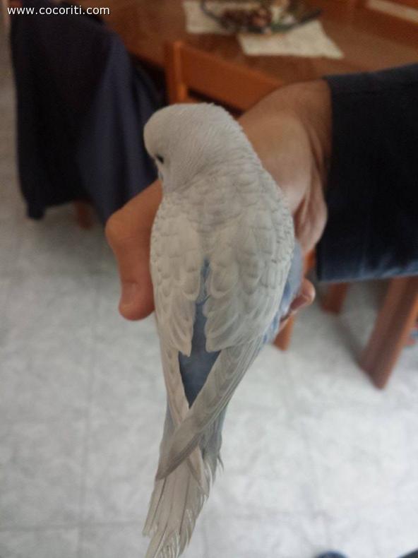 ice