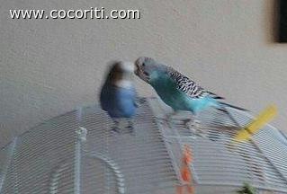 Bacio