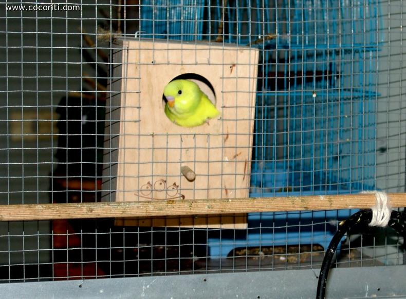 Il cocorito Pepito esce dal nido