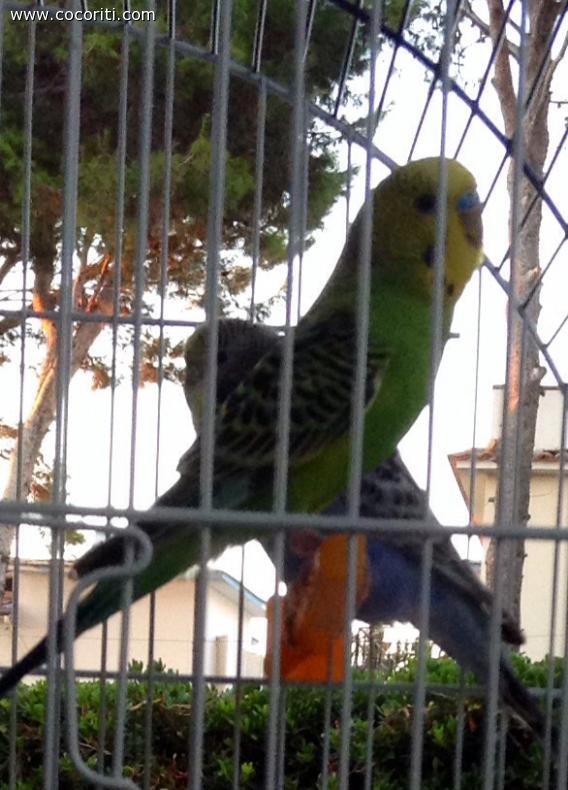 I miei cocorita