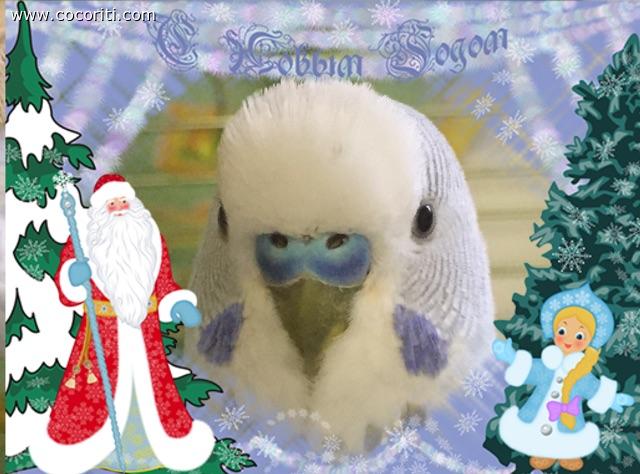 Feliz Navidad da Cielo