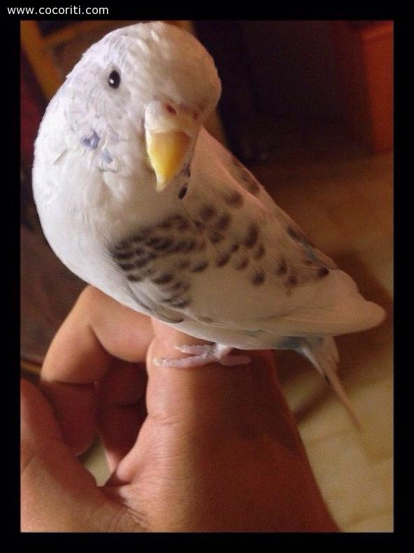 Pino!!