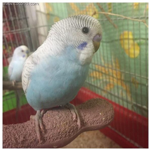 Il secondo pullo di saphira e cielo