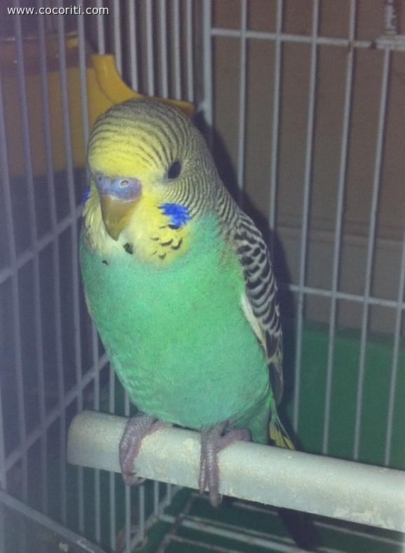 Ecco il mio poochy