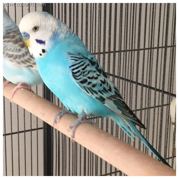 Blu